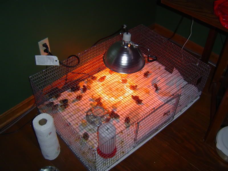 Show me your coturnix quail brooders.